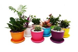 پخش انواع گلدان پلاستیکی