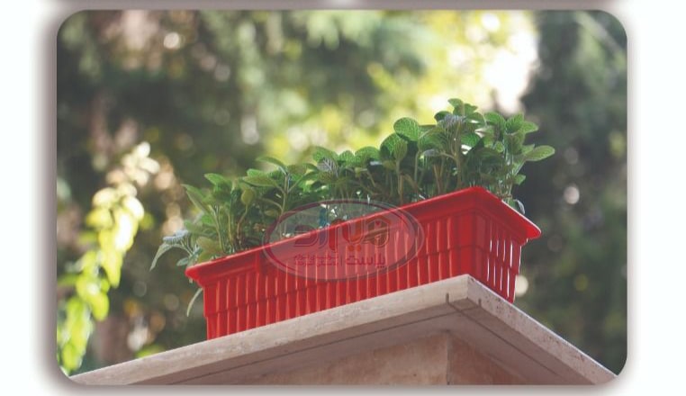 خرید گلدان پلاستیکی بزرگ