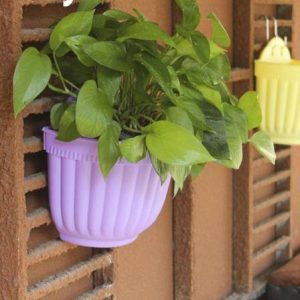 انواع مختلف این محصول