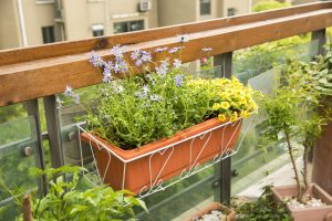 فروش گلدان پلاستیکی